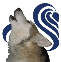 Springwolf Reflections Logo
