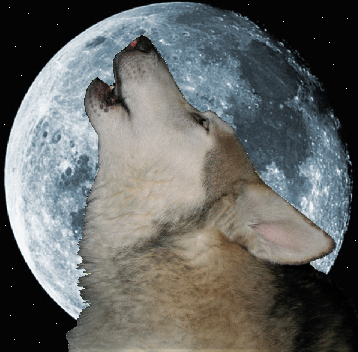 "Merlin In The Moon" by Springwolf 🐾