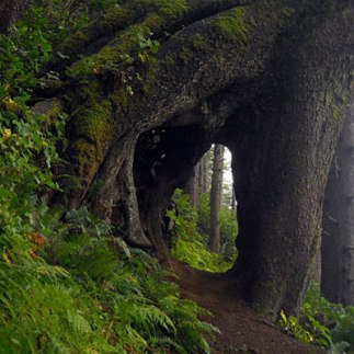 Oswald West State Park in Northern Coastal Oregon. — Candice Allen